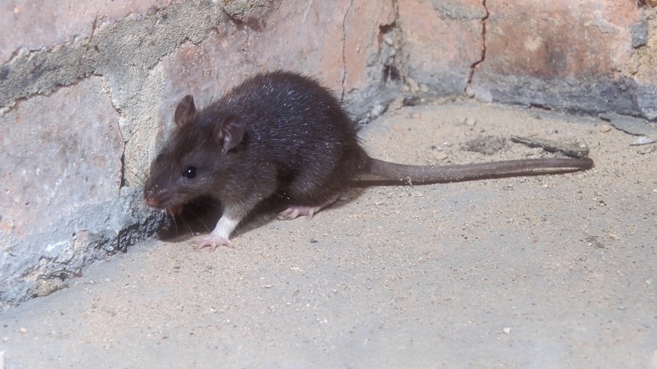 an image of a rat