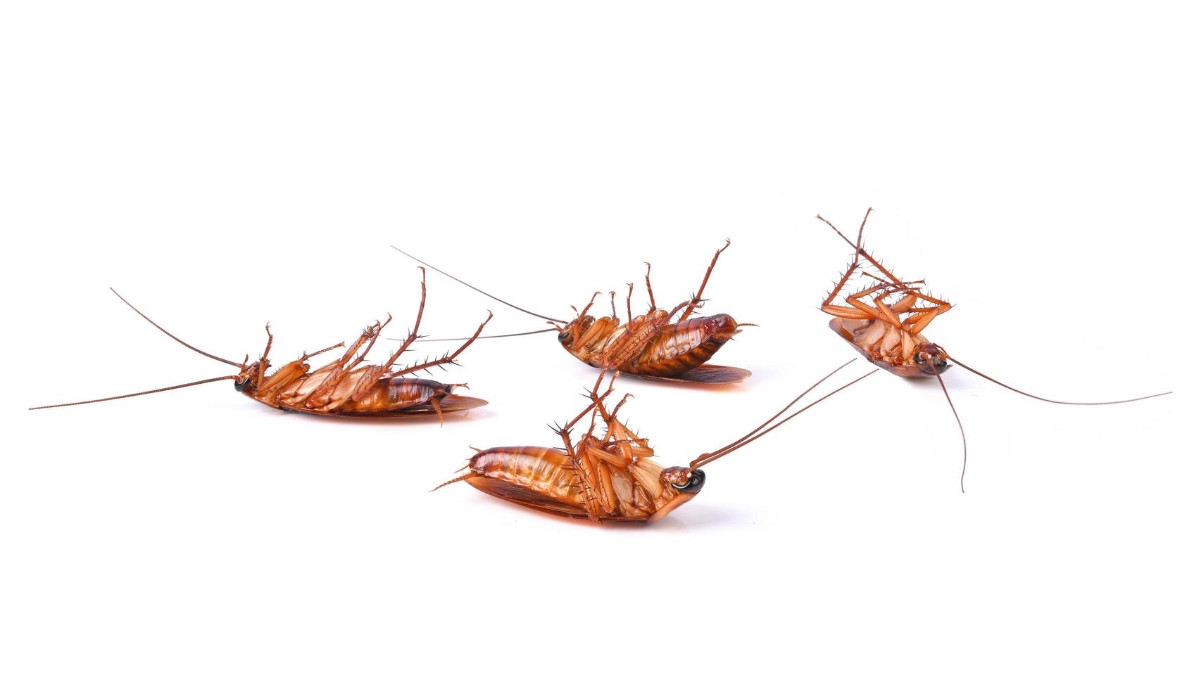 an image of roaches