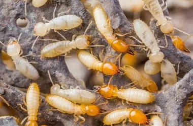 image of a group of termite insects